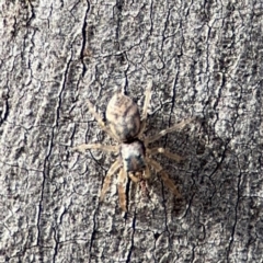 Arasia sp. at O'Connor, ACT - 10 Aug 2024 02:54 PM