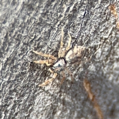 Arasia sp. at O'Connor, ACT - 10 Aug 2024 02:54 PM