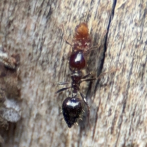 Anonychomyrma sp. (genus) at O'Connor, ACT - 10 Aug 2024