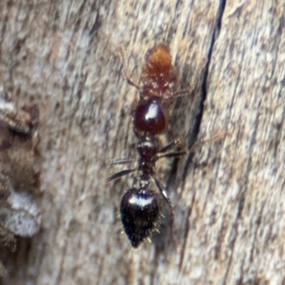 Anonychomyrma sp. (genus) (Black Cocktail Ant) at O'Connor, ACT - 10 Aug 2024 by Hejor1