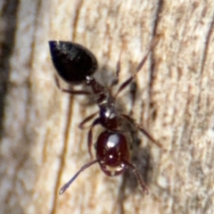 Anonychomyrma sp. (genus) at O'Connor, ACT - 10 Aug 2024