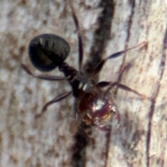 Anonychomyrma sp. (genus) at O'Connor, ACT - 10 Aug 2024