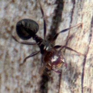 Anonychomyrma sp. (genus) at O'Connor, ACT - 10 Aug 2024 03:07 PM