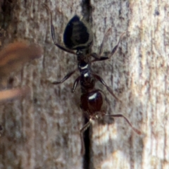 Anonychomyrma sp. (genus) at O'Connor, ACT - 10 Aug 2024 03:07 PM