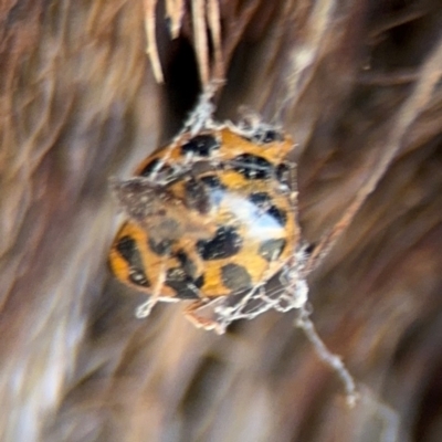 Harmonia conformis (Common Spotted Ladybird) at O'Connor, ACT - 10 Aug 2024 by Hejor1