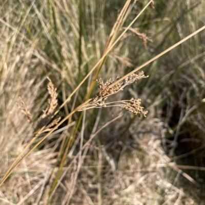 Juncus flavidus (Yellow Rush) at Rossi, NSW - 7 Aug 2024 by JaneR