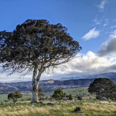 Eucalyptus polyanthemos (Red Box) at Chapman, ACT - 20 Aug 2020 by HelenCross