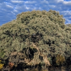 Eucalyptus polyanthemos (Red Box) at Kambah, ACT - 2 Sep 2018 by HelenCross