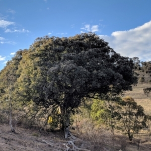 Eucalyptus polyanthemos at Kambah, ACT - 3 Sep 2018