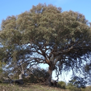 Eucalyptus polyanthemos at Kambah, ACT - 3 May 2020