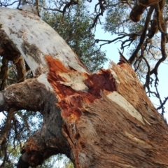 Eucalyptus polyanthemos at Kambah, ACT - 3 May 2020