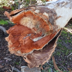 Eucalyptus polyanthemos at Kambah, ACT - 3 May 2020