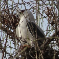 Elanus axillaris (Black-shouldered Kite) at Coombs, ACT - 10 Aug 2024 by RobParnell