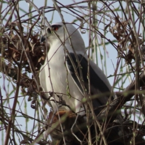 Elanus axillaris at Coombs, ACT - 10 Aug 2024