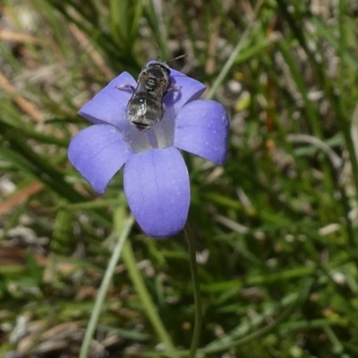 Lasioglossum (Chilalictus) sp. (genus & subgenus) (Halictid bee) at Duffy, ACT - 10 Nov 2023 by actforbees