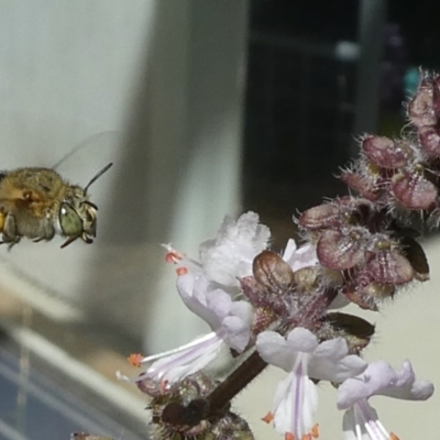 Amegilla (Zonamegilla) asserta (Blue Banded Bee) at Duffy, ACT - 7 Mar 2023 by actforbees