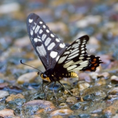 Papilio anactus (Dainty Swallowtail) at Acton, ACT - 10 Jan 2023 by KorinneM