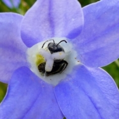 Lasioglossum (Chilalictus) sp. (genus & subgenus) (Halictid bee) at Duffy, ACT - 6 Dec 2022 by actforbees