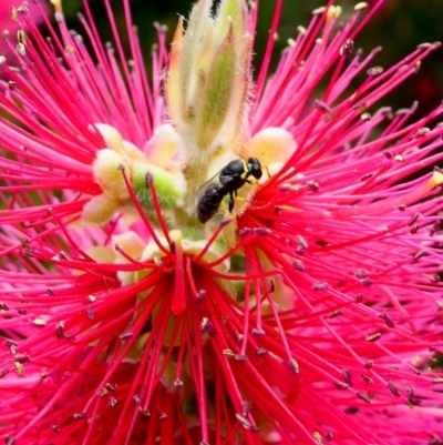 Hylaeus (Gnathoprosopis) euxanthus (Plasterer bee) at Duffy, ACT - 2 Dec 2022 by actforbees