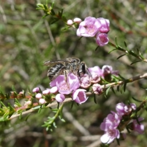 Lasioglossum (Chilalictus) sp. (genus & subgenus) at Acton, ACT - 6 Mar 2021