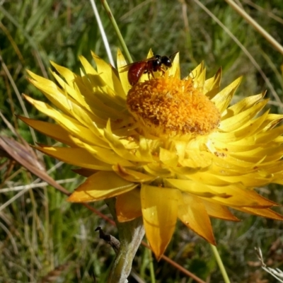 Exoneura sp. (genus) (A reed bee) at Acton, ACT - 27 Feb 2021 by actforbees