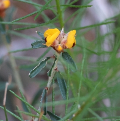 Pultenaea (bush peas) at Moruya, NSW - 10 Aug 2024 by LisaH