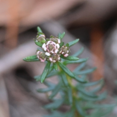 Poranthera ericifolia at Moruya, NSW - 10 Aug 2024 by LisaH