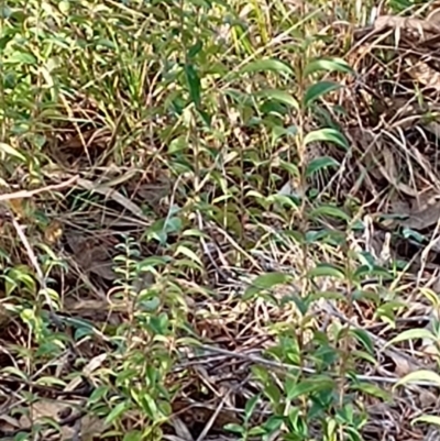 Ligustrum lucidum (Large-leaved Privet) at Chisholm, ACT - 4 Aug 2024 by RalphB