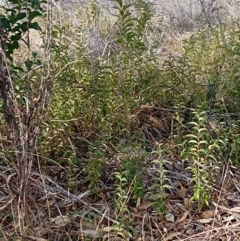 Ligustrum lucidum at Chisholm, ACT - 4 Aug 2024