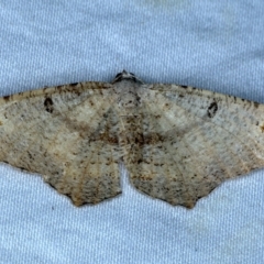 Dissomorphia australiaria (Dashed Geometrid, Ennominae) at Rosedale, NSW - 3 Nov 2022 by jb2602