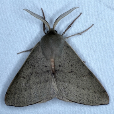 Arhodia lasiocamparia (Pink Arhodia) at Rosedale, NSW - 3 Nov 2022 by jb2602