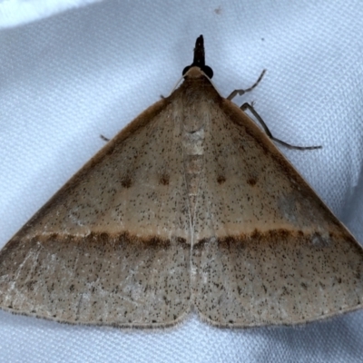 Epidesmia tryxaria (Neat Epidesmia) at Rosedale, NSW - 3 Nov 2022 by jb2602