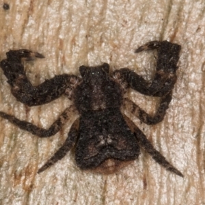 Stephanopis sp. (genus) at Flynn, ACT - 9 Aug 2024 03:52 PM