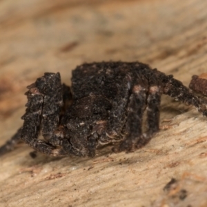 Stephanopis sp. (genus) at Flynn, ACT - 9 Aug 2024 03:52 PM