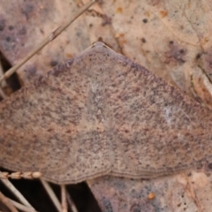Taxeotis perlinearia at Moruya, NSW - suppressed