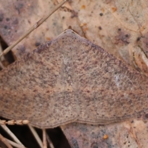 Taxeotis perlinearia at Moruya, NSW - suppressed
