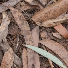 Taxeotis perlinearia at Moruya, NSW - suppressed