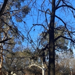 Alisterus scapularis at Yarralumla, ACT - 9 Aug 2024