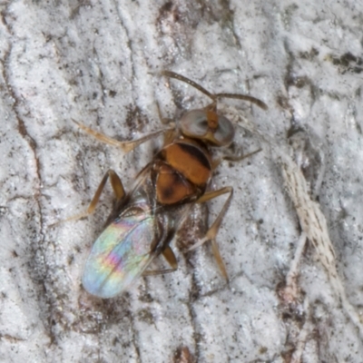 Encyrtidae (family) at Flynn, ACT - 9 Aug 2024 by kasiaaus