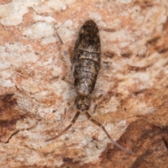 Unverified Springtail (Collembola) at Flynn, ACT - 9 Aug 2024 by kasiaaus