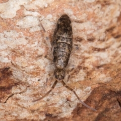 Unidentified Springtail (Collembola) at Flynn, ACT - 9 Aug 2024 by kasiaaus