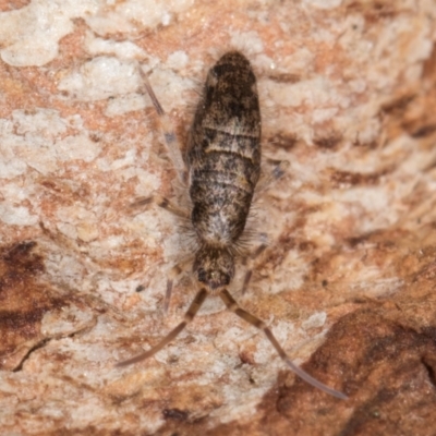 Unverified Springtail (Collembola) at Flynn, ACT - 9 Aug 2024 by kasiaaus