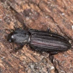 Unidentified Beetle (Coleoptera) at Flynn, ACT - 9 Aug 2024 by kasiaaus