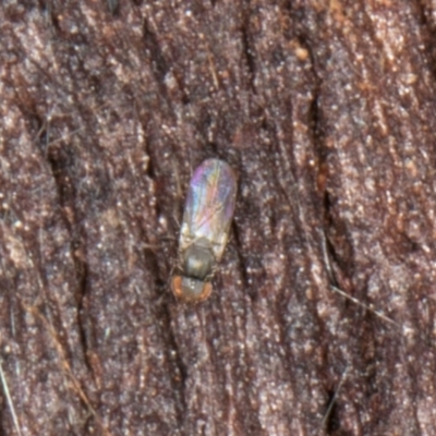 Unidentified True fly (Diptera) at Flynn, ACT - 9 Aug 2024 by kasiaaus