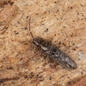 Entomobryomorpha (order) at Flynn, ACT - 9 Aug 2024 04:26 PM