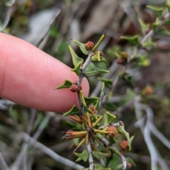 Acacia gunnii (Ploughshare Wattle) at Chiltern, VIC - 10 Aug 2024 by Darcy