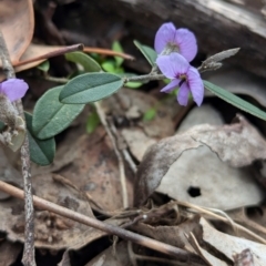 Hovea heterophylla (Common Hovea) at Chiltern, VIC - 10 Aug 2024 by Darcy