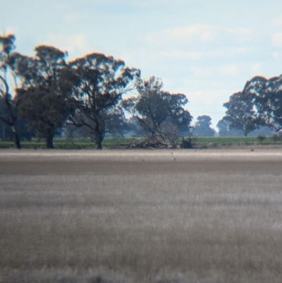 Grus rubicunda (Brolga) at Corowa, NSW - 10 Aug 2024 by Darcy