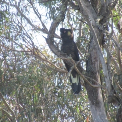 Zanda funerea (Yellow-tailed Black-Cockatoo) at Kenny, ACT - 10 Aug 2024 by idlidlidlidl