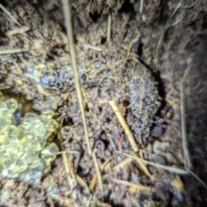 Limax maximus at Kambah, ACT - 10 Aug 2024